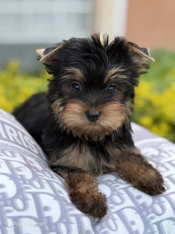 Max – Yorkshire Terrier puppy for sale in Tampa, FL