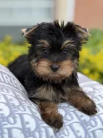 Max, a male Yorkshire Terrier for sale in Tampa, FL – 1 of 4