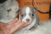 Leo , a male Chihuahua for sale in Tampa, FL – 6 of 8