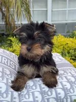 Max, a male Yorkshire Terrier for sale in Tampa, FL – 4 of 4