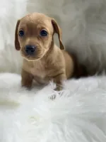 Mily, a female Miniature Dachshund for sale in Tampa, FL – 2 of 4
