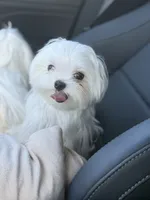Jack Akc , a male Maltese for sale in Tampa, FL – 4 of 6