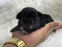 Mini , a female Chihuahua for sale in Tampa, FL – 4 of 5
