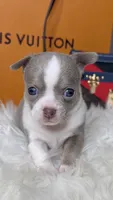 Leo , a male Chihuahua for sale in Tampa, FL – 2 of 8