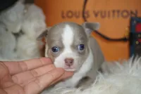 Leo , a male Chihuahua for sale in Tampa, FL – 7 of 8