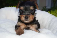 Rex , a male Yorkshire Terrier for sale in Tampa, FL – Photo 4 of 4
