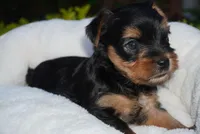 Rex , a male Yorkshire Terrier for sale in Tampa, FL – Photo 3 of 4