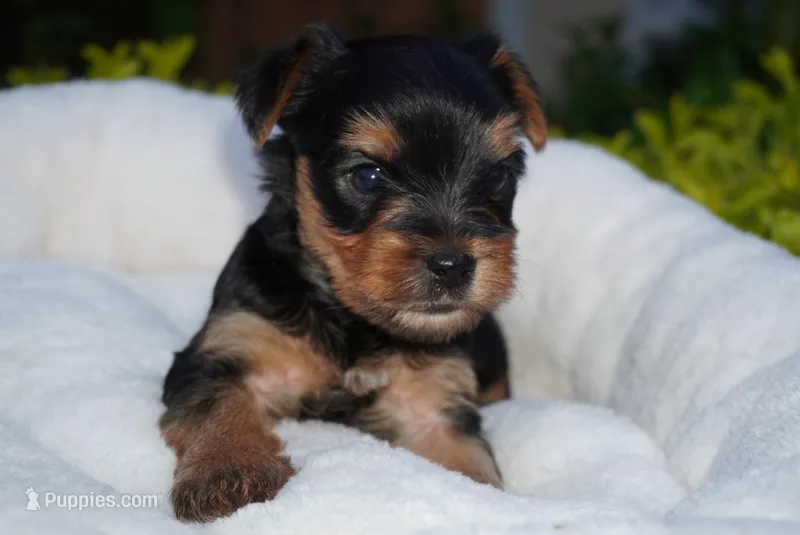 Rex  – Yorkshire Terrier puppy for sale in Tampa, FL
