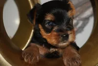 Rex , a male Yorkshire Terrier for sale in Tampa, FL – Photo 2 of 4