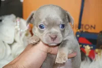 Bean , a male Chihuahua for sale in Tampa, FL – 5 of 5