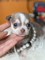 Estela , a female Chihuahua for sale in Tampa, FL – 2 of 5