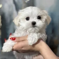 Milan Korean 🩸, a male Maltese for sale in Tampa, FL – Photo 1 of 8