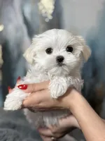 Milan Korean 🩸Akc , a male Maltese for sale in Tampa, FL – Photo 1 of 8