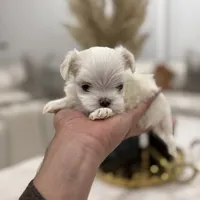 Milan Korean 🩸, a male Maltese for sale in Tampa, FL – Photo 6 of 8