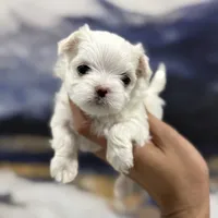 Milan Korean 🩸, a male Maltese for sale in Tampa, FL – Photo 8 of 8