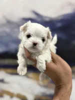 processed/0cb891cc-93c8-40c8-b434-f5565be0c6ec/listing/3e9c6268-b705-46cc-bb55-6ce5917b3936/17bc3bca-94b9-4e3d-8a63-1669b1dd53f7