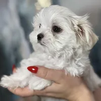 Milan Korean 🩸, a male Maltese for sale in Tampa, FL – Photo 3 of 8