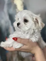 Milan Korean 🩸Akc , a male Maltese for sale in Tampa, FL – Photo 3 of 8