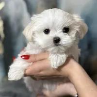 Milan Korean 🩸, a male Maltese for sale in Tampa, FL – Photo 2 of 8