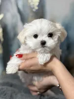 Milan Korean 🩸Akc , a male Maltese for sale in Tampa, FL – Photo 2 of 8