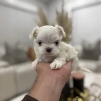 Milan Korean 🩸, a male Maltese for sale in Tampa, FL – Photo 5 of 8