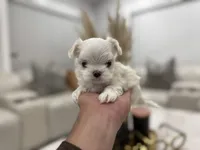 processed/0cb891cc-93c8-40c8-b434-f5565be0c6ec/listing/3e9c6268-b705-46cc-bb55-6ce5917b3936/e5ff9d02-994d-4396-89b8-4c0840a9ed3a