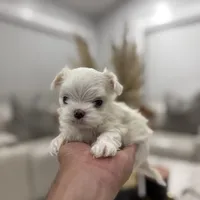 Milan Korean 🩸, a male Maltese for sale in Tampa, FL – Photo 7 of 8