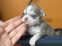Estela , a female Chihuahua for sale in Tampa, FL – 5 of 5
