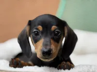 Ariel, a female Miniature Dachshund for sale in Tampa, FL – 2 of 4