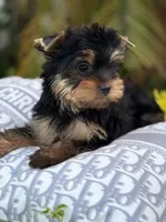 Max, a male Yorkshire Terrier for sale in Tampa, FL – 3 of 4