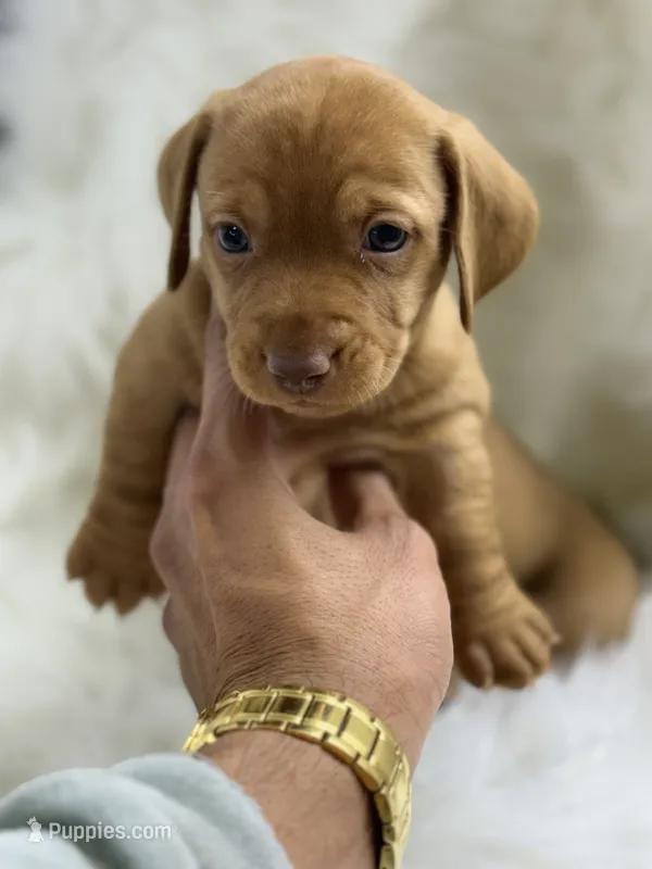 Luca  – Miniature Dachshund puppy for sale in Tampa, FL