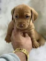 Luca , a male Miniature Dachshund for sale in Tampa, FL – 1 of 4