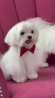Jack Akc , a male Maltese for sale in Tampa, FL – 6 of 6