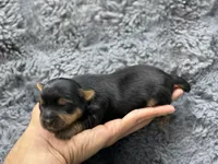 Luke , a male Yorkshire Terrier for sale in Tampa, FL – Photo 2 of 4