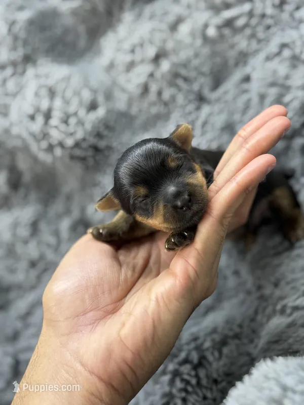 Luke , a male Yorkshire Terrier for sale in Tampa, FL – Photo 1 of 4