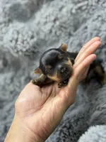 Luke , a male Yorkshire Terrier for sale in Tampa, FL – Photo 1 of 4