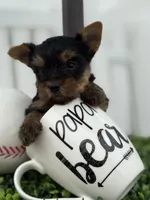 Luke Russian 🩸 , a male Yorkshire Terrier for sale in Tampa, FL – Photo 2 of 9