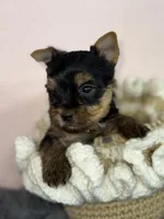 Luke Russian 🩸 , a male Yorkshire Terrier for sale in Tampa, FL – Photo 5 of 9