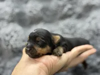 Luke , a male Yorkshire Terrier for sale in Tampa, FL – Photo 4 of 4