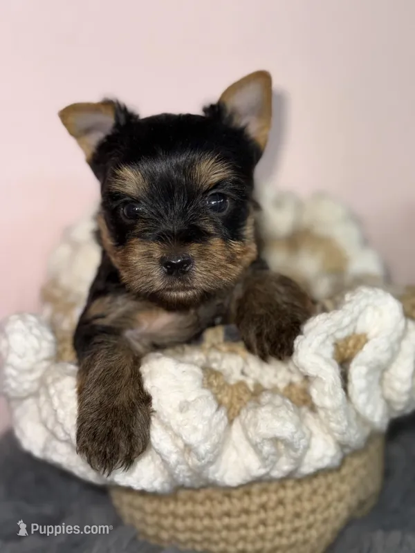Luke  – Yorkshire Terrier puppy for sale in Tampa, FL