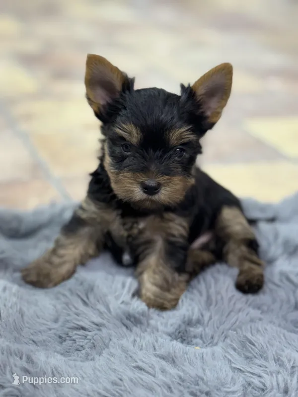 Luke Russian 🩸  – Yorkshire Terrier puppy on hold in Tampa, FL