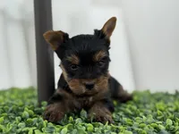 Luke Russian 🩸 , a male Yorkshire Terrier for sale in Tampa, FL – Photo 3 of 9