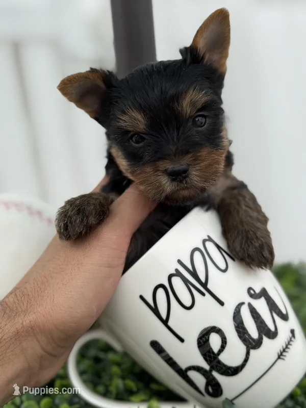 Luke  – Yorkshire Terrier puppy for sale in Tampa, FL