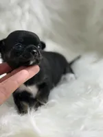 Mini , a female Chihuahua for sale in Tampa, FL – 2 of 5