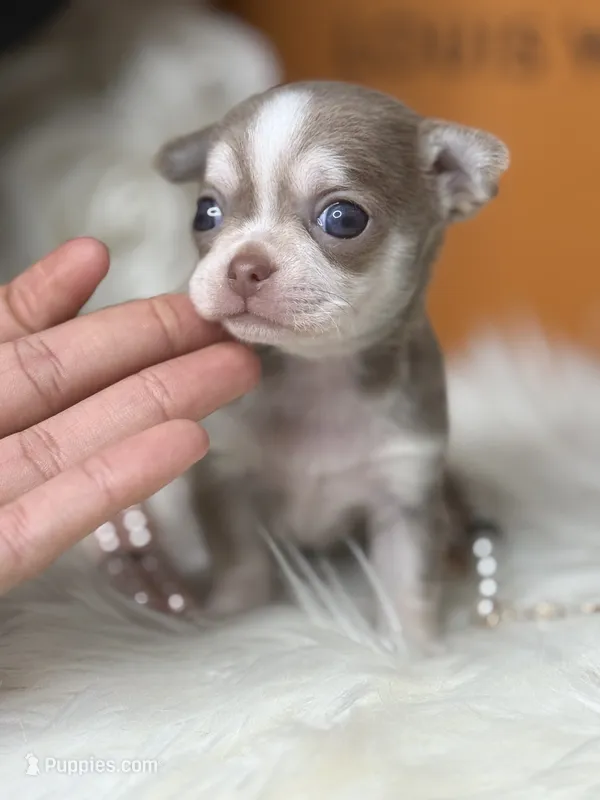 Estela  – Chihuahua puppy on hold in Tampa, FL