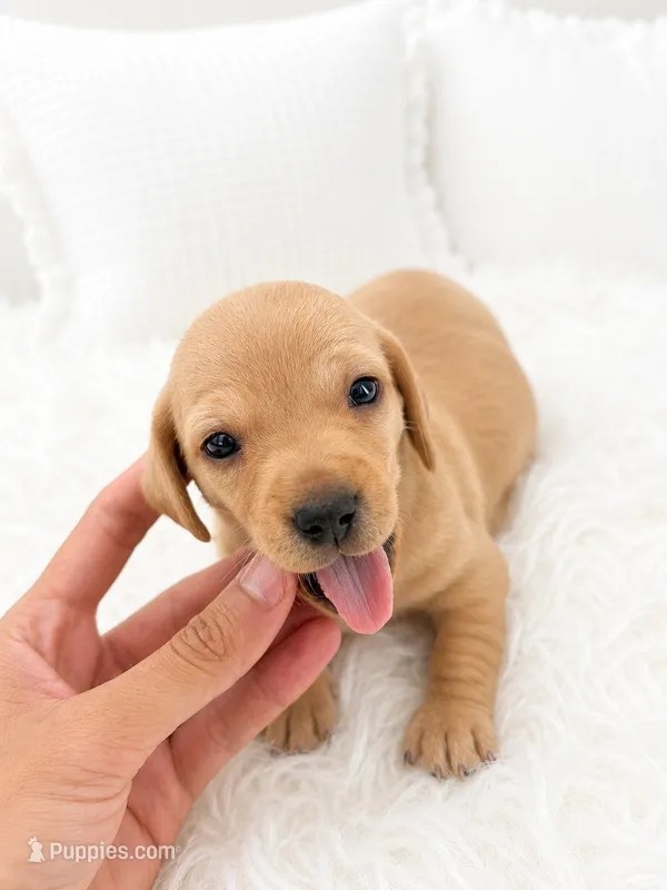Mila  – Miniature Dachshund puppy for sale in Tampa, FL