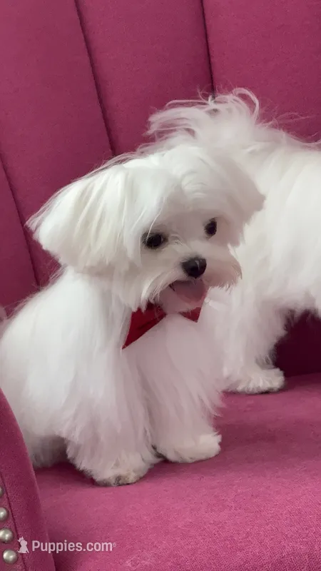 Jack Akc  – Maltese puppy for sale in Tampa, FL