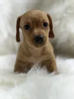 Mily, a female Miniature Dachshund for sale in Tampa, FL – 4 of 4