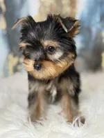 Leo Russian 🩸, a male Yorkshire Terrier for sale in Tampa, FL – Photo 2 of 4