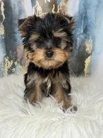 Leo Russian 🩸, a male Yorkshire Terrier for sale in Tampa, FL – Photo 4 of 4